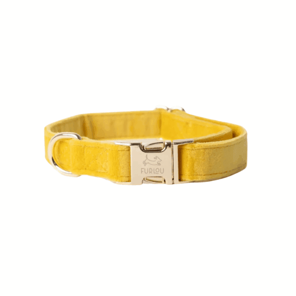 Velvet collar<span> - </span>L, Yellow